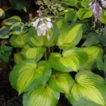 Хоста Лейксайд Банана Бей фото