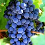 Виноград Изабелла фото