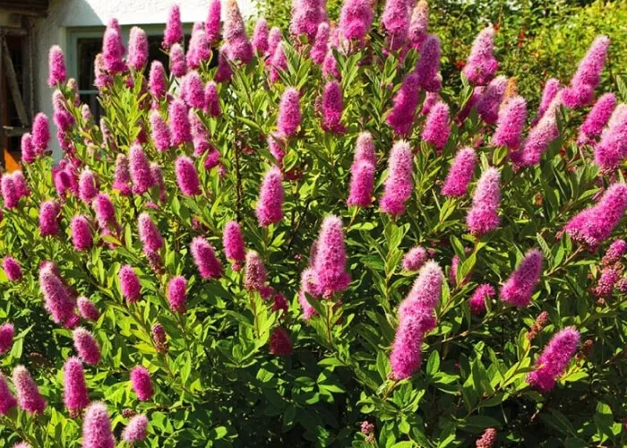 Спирея Билларда