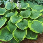 Хоста Абиква Мунбен фото