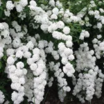 Спирея Вангутта на Камчатке