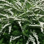 Спирея Сноумаунд на Камчатке