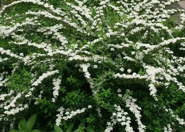 Спирея Сноумаунд на Камчатке