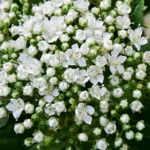 Спирея японская Альбифлора на Камчатке