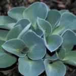 Хоста Блу Маус Иэрз фото