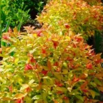 Спирея Файерлайт на Камчатке