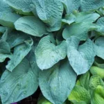 Хоста Брессингем Блю фото