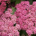 Спирея Фробели на Камчатке