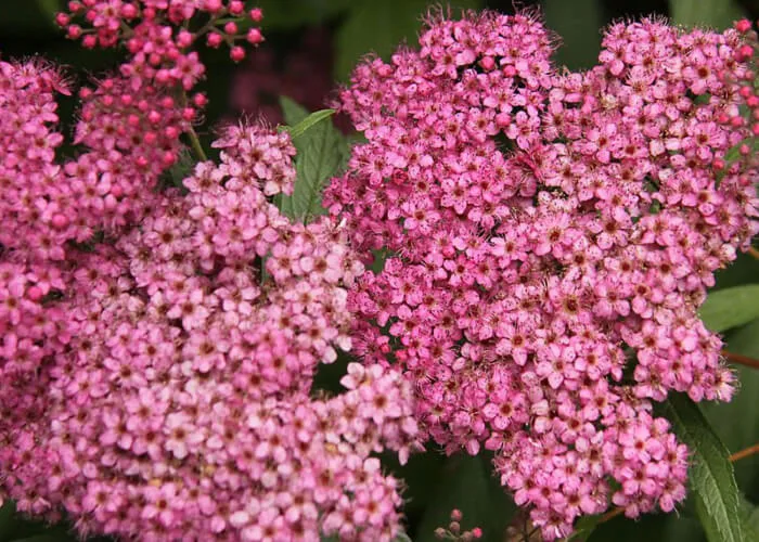 Спирея Фробели на Камчатке