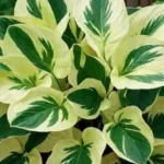 Хоста Брим Кап фото