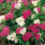 Спирея Широбана (Генпей) на Камчатке