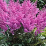 Астильба Глория Пурпуреа на Камчатке