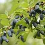 Жимолость Поклон Сибири на Камчатке