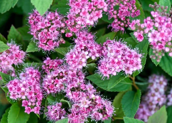 Спирея Манон