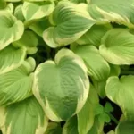 Хоста Дельта Дон фото