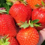 Клубника Эми на Камчатке