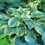 Хоста Ирс Энджел фото