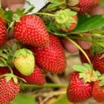 Клубника Флорида бьюти на Камчатке