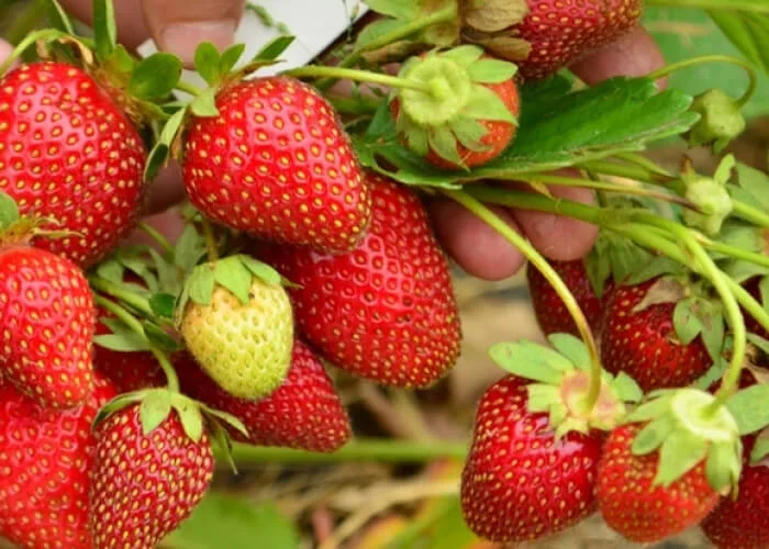 Клубника Флорида бьюти на Камчатке