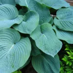 Хоста Элеганс фото на камчатке