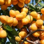 Абрикос Жигулевский Сувенир на Камчатке