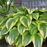 Хоста Финал Виктори фото