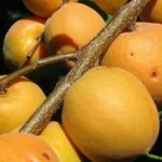 Абрикос Манитоба купить на Камчатке