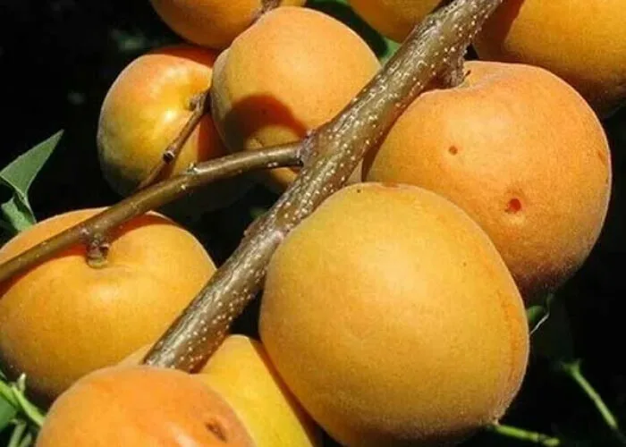 Абрикос Манитоба купить на Камчатке