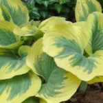 Хоста Айвори Коаст фото на Камчатке