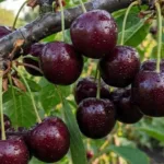 Вишня Апухтинская купить на Камчатке