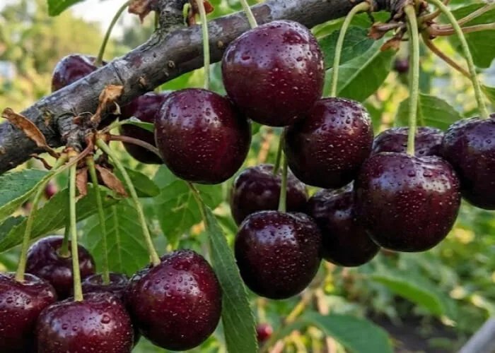 Вишня Апухтинская купить на Камчатке