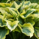 Хоста Либерти фото