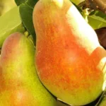 Груша Русская Красавица на Камчатке