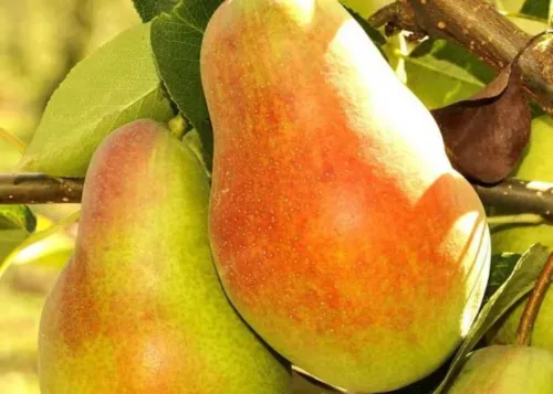 Груша Русская Красавица на Камчатке