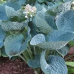 Хоста Лав Пэт фото