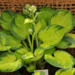 Хоста Рейнфорест Санрайз фото