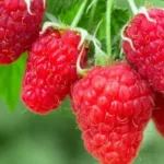 Малина Гордость России