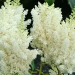 Астильба китайская Вижн ин Вайт на Камчатке