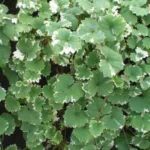 Будра плющевидная Вариегатная фото