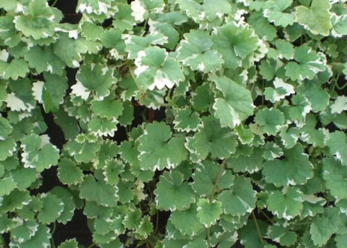 Будра плющевидная Вариегатная фото