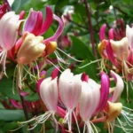 Жимолость вьющаяся Серотина на Камчатке