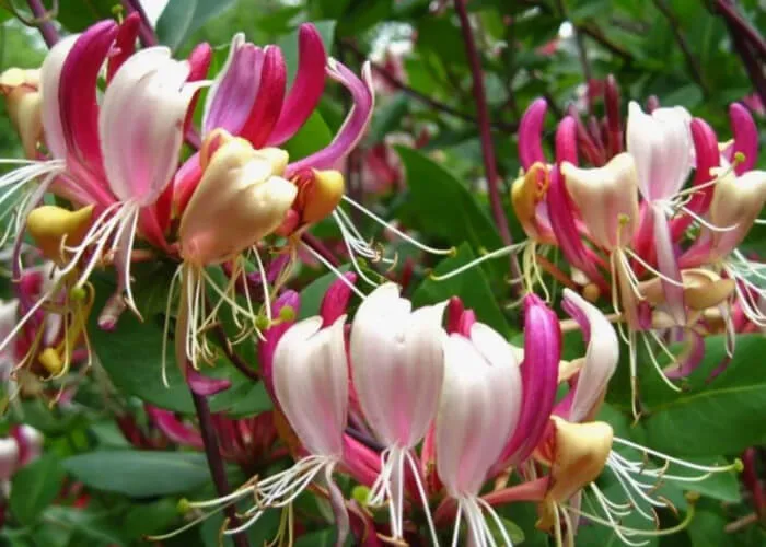 Жимолость вьющаяся Серотина на Камчатке