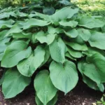 Хоста Ти Рекс фото