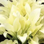 Хоста Вайт Фезе фото на Камчатке