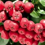 Рябина Рубиновая фото