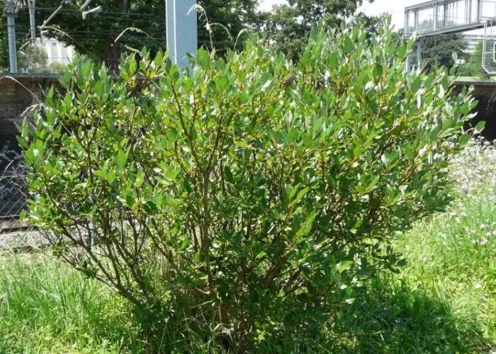 Ива двуцветная Биколор