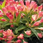 Вейгела Олл Саммер Пич фото