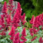 Астильба Юник Руби Ред на Камчатке