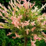 Ива Хакуро Нишики (на штамбе)