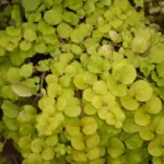 Вербейник Ауреа фото